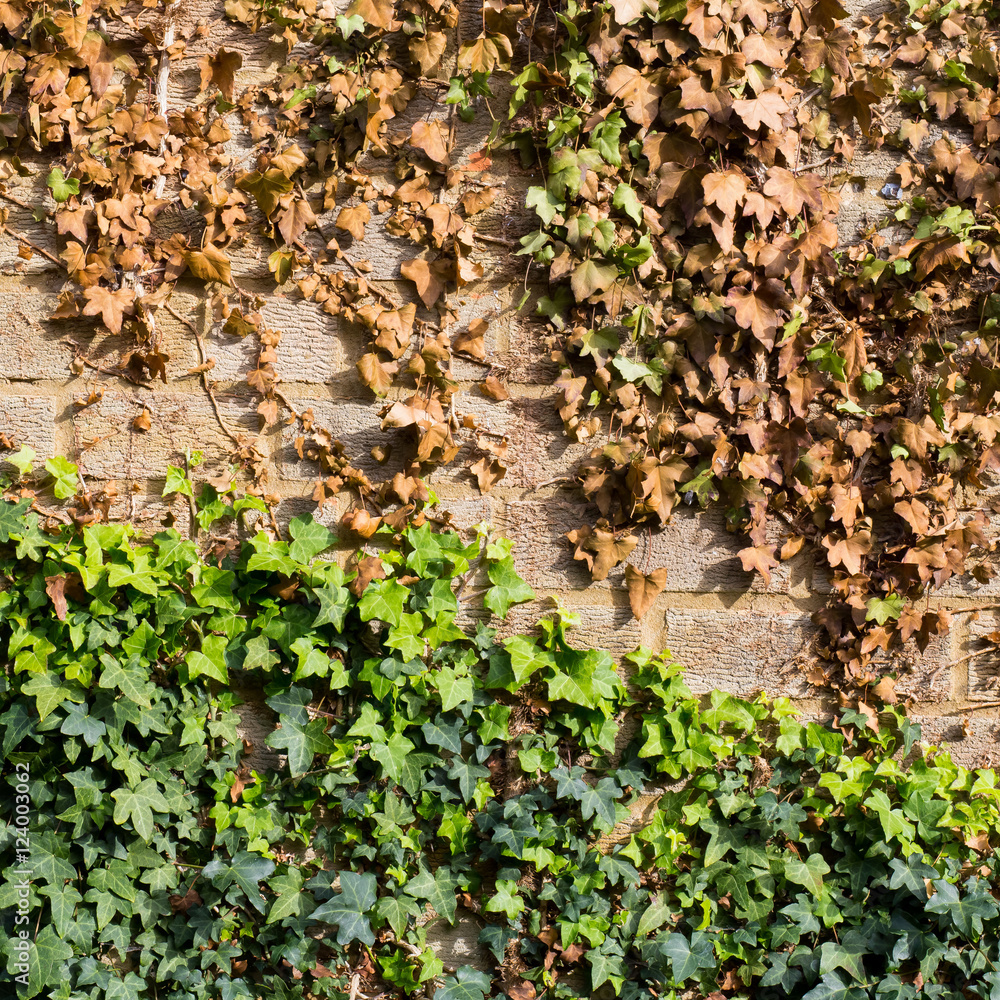 Creeping ivy with cut off vines Creeping ivy with cut off vines