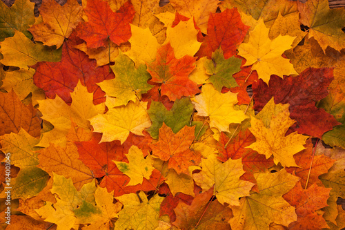 Yellow Red and Orange Autumn Leaves Background