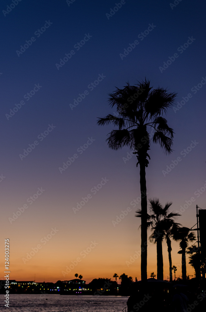Obraz premium Date palms at sunset sky background.