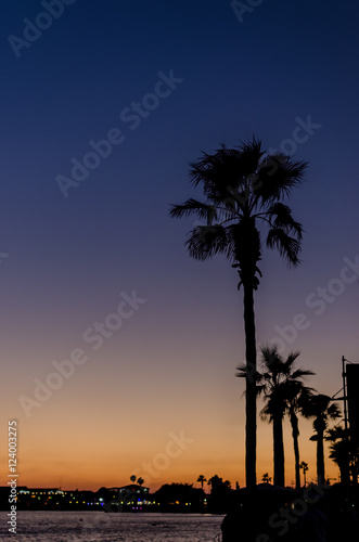 Date palms at sunset sky background.