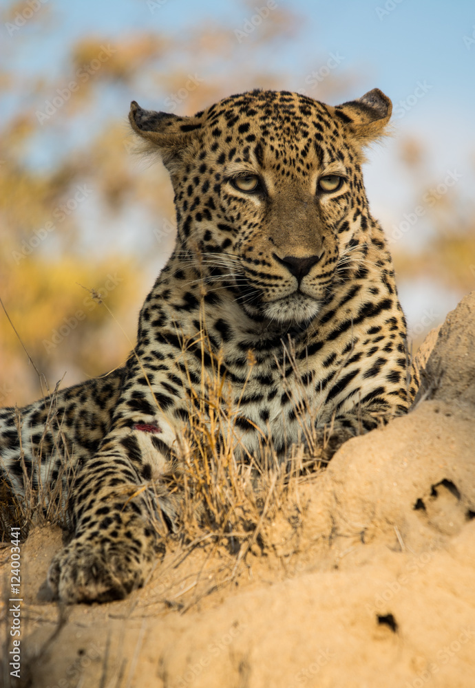 Obraz premium Male Leopard Portrait, Sabi Sand Game Reserve, South Africa