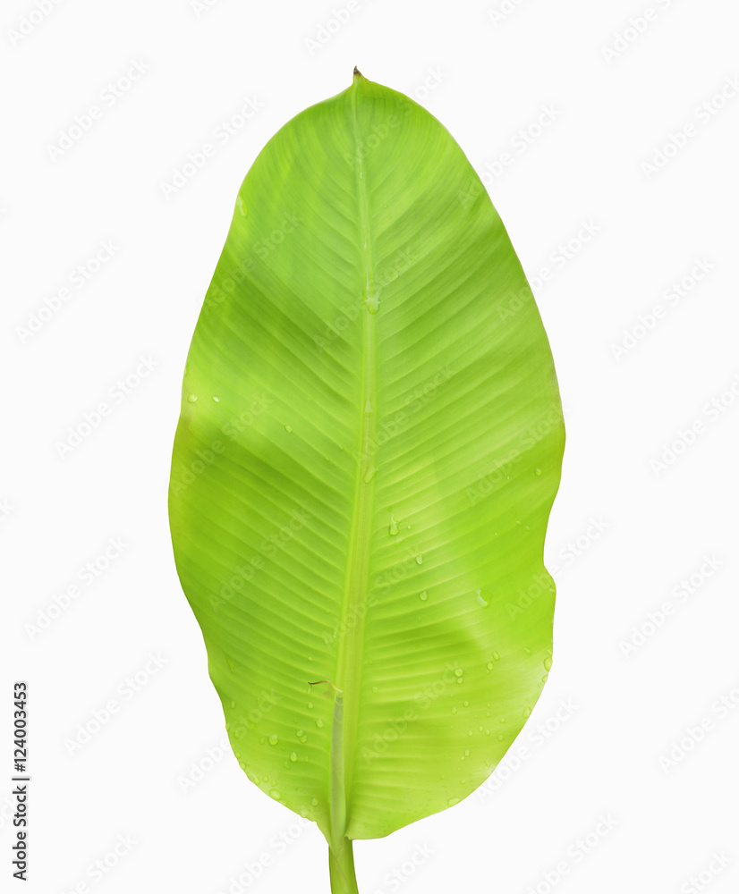 Fototapeta premium Banana leaf