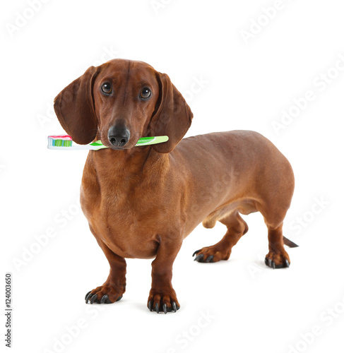 Dachshund with tooth brush  isolated on white