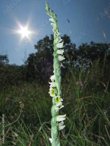 Spiranthes spiralis (autumn lady's-tresses) photo