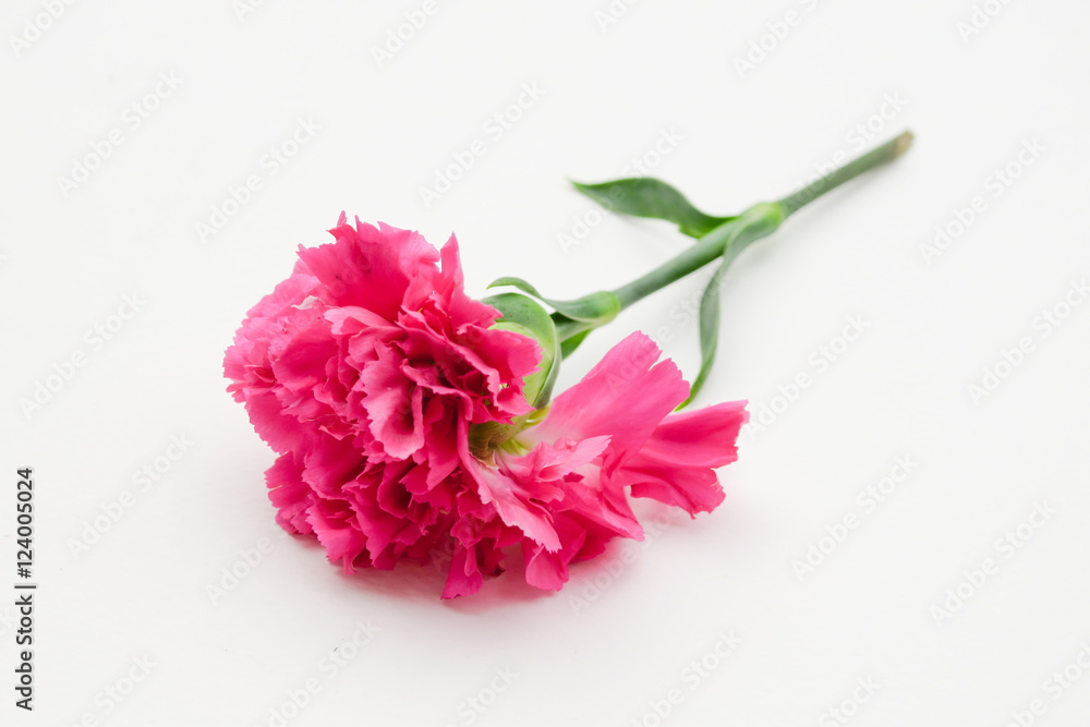 Pink flower isolated on white background. Beautiful flowers. Fresh flowers Pink flower isolated on white background. Beautiful flowers. Fresh flowers
