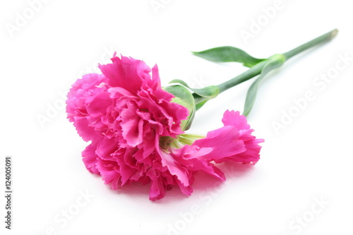 Pink flower isolated on white background. Beautiful flowers. Fresh flowers