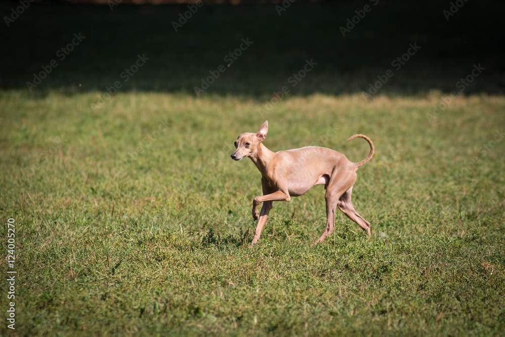 Cane levriero italiano fulvo chiaro libero in un parco cittadino Cane levriero italiano fulvo chiaro libero in un parco cittadino