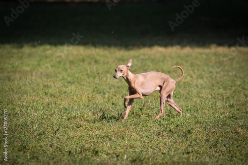 Cane  levriero italiano fulvo chiaro  libero in un parco  cittadino