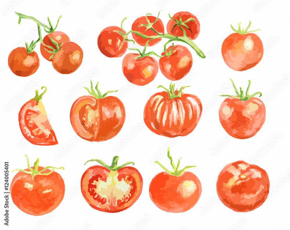Watercolor tomatoes set on white background. Healthy and ripe fresh vegetables for cooking and decoration. Watercolor tomatoes set on white background. Healthy and ripe fresh vegetables for cooking and decoration.