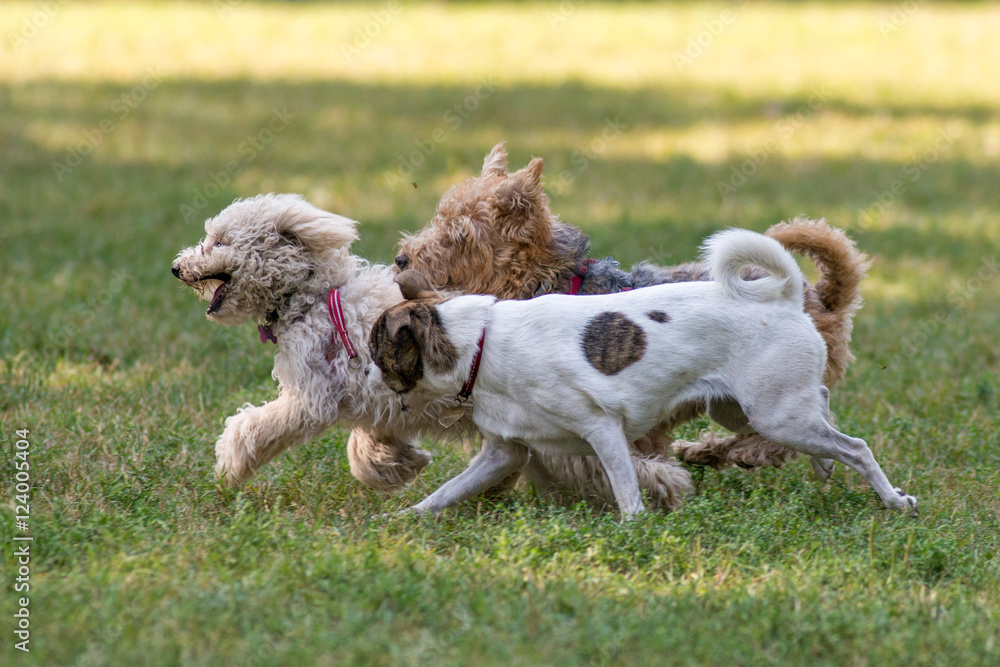 Insieme di piccoli cani che giocano e corrono liberi in un parco cittadino Insieme di piccoli cani che giocano e corrono liberi in un parco cittadino