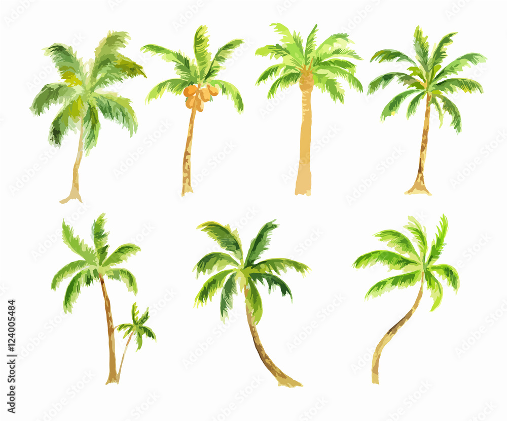 Obraz premium Watercolor palm set on white background. Tropical exotic beach tree for decoration.