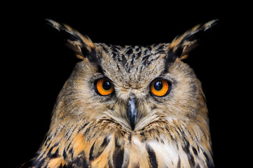 Wandcirkels Uil Oehoe portret tegen zwarte achtergrond  © kwadrat70