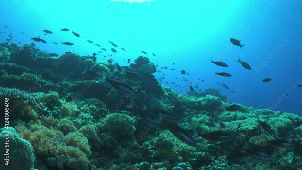 Hawksbill turtle on a Coral reef with plenty fish. Light reflections, sunrays 4k footage Hawksbill turtle on a Coral reef with plenty fish. Light reflections, sunrays 4k footage