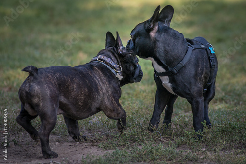 Tableau sur toile Due cagnolini di razza bouledogue neri che giocano liberi in un parco cittadino