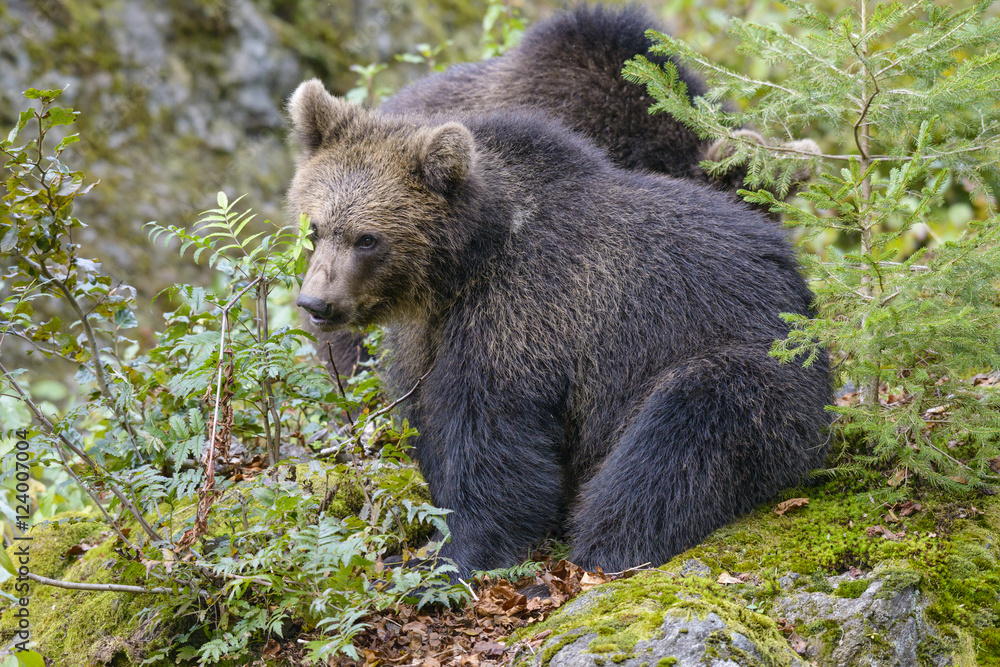 Little Bear in their natural habitat Little Bear in their natural habitat