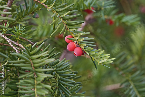 Englis jew (Taxus baccata). Called European jew also photo