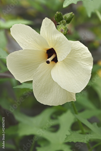 Aibika (Abelmoschus manihot). Called Sunset Muskmallow and Sunset Hibiscus also. Another scientific name is Hibiscus manihot photo