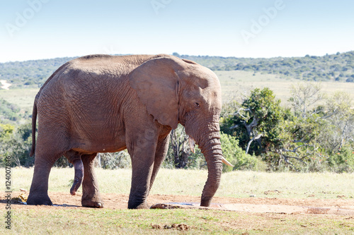 Huge African Elephant standing at the drinking hole