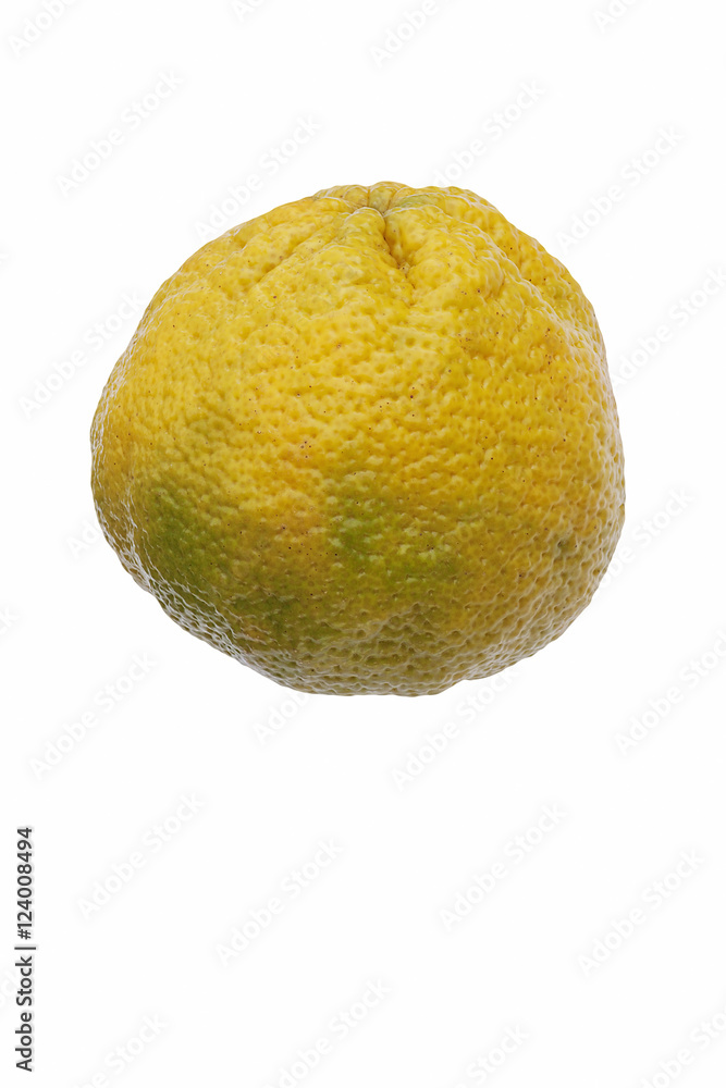 Foto de Ugli fruit (Citrus reticulata x Citrus paradisii). Called Ugly