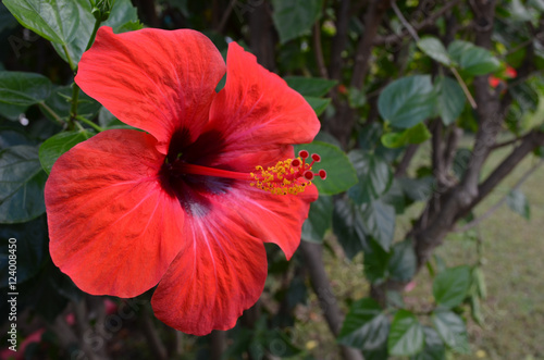 Exotic Red Flower