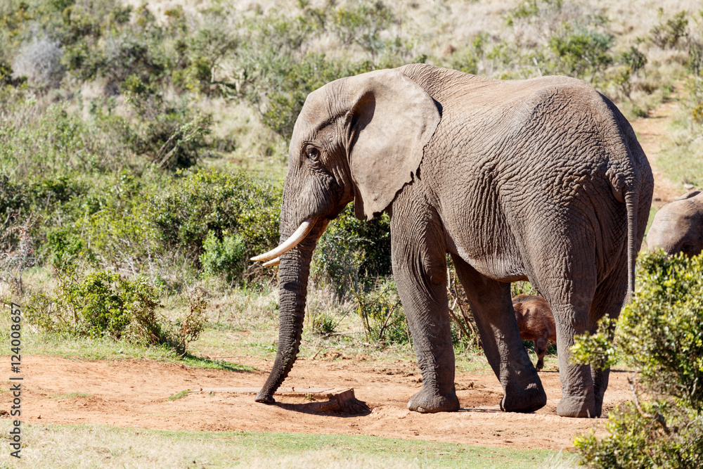 Fototapeta premium African Elephant trying to find some water.