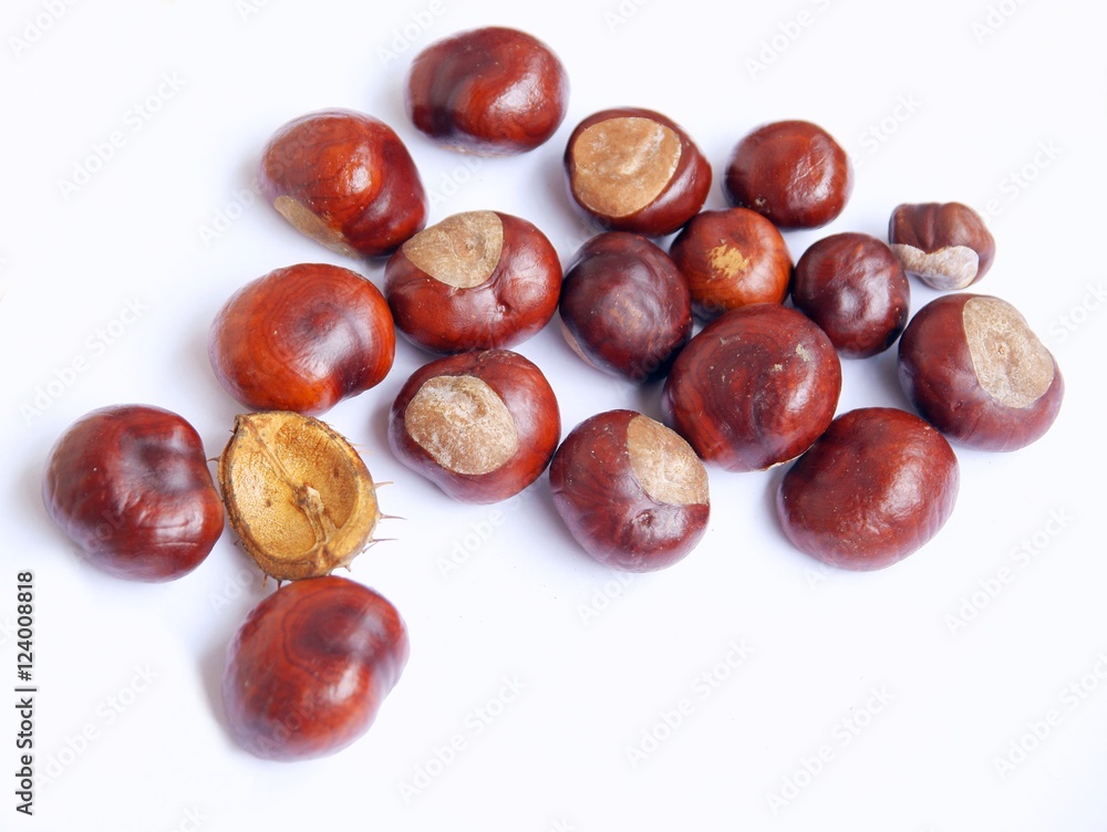 fruits of chestnut tree at autumn fruits of chestnut tree at autumn