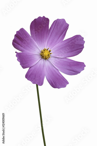 Garden cosmos  Cosmos bipinnatus . Called Mexican Aster and Cut Leaf Cosmos also. Image of flower isolated on white background