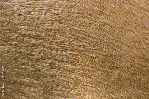Brown horse fur background. Fur skins of horses.