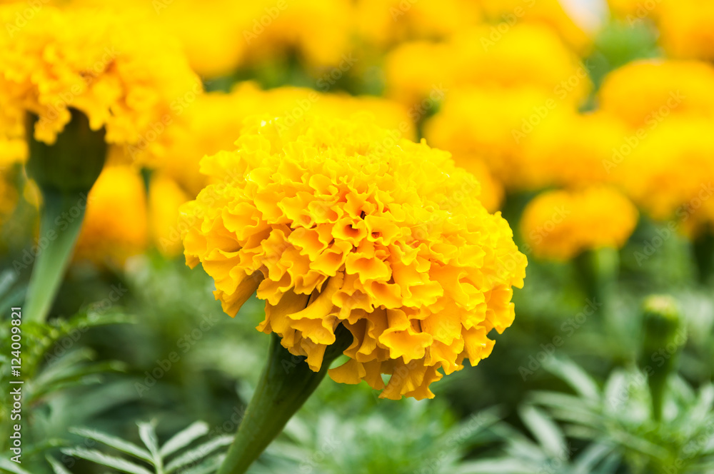 Yellow marigold flowers wallpaper Yellow marigold flowers wallpaper