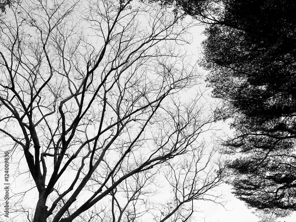 Silhouette of tree. Black and white Silhouette of tree. Black and white