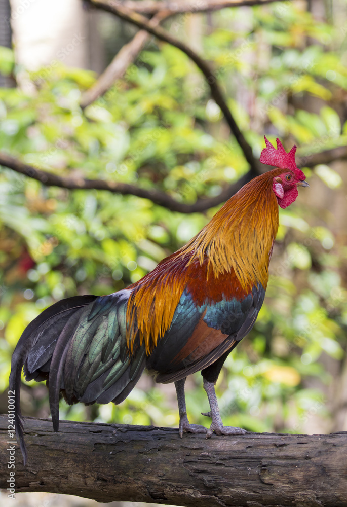 Image of a cock on nature background Image of a cock on nature background
