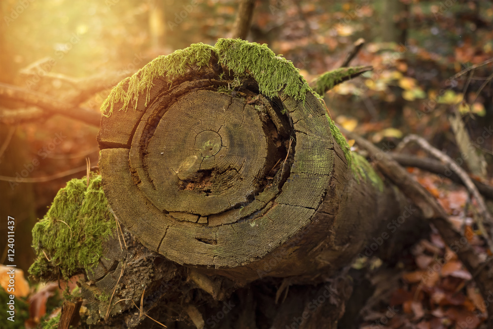 Fototapeta premium Tree trunk autumn background