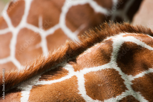 Photography Giraffe skin, backgrounds