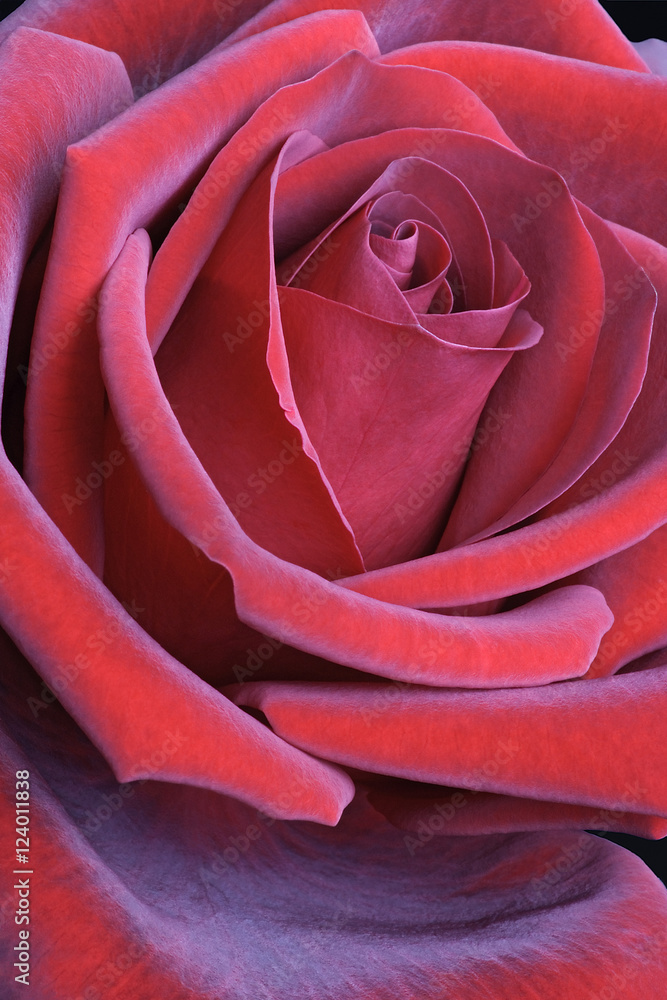 Hybrid rose flower (Rosa x hybrid) Hybrid rose flower (Rosa x hybrid)