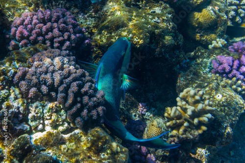 Fototapeta Naklejka Na Ścianę i Meble -  Parrot fish in Red sea