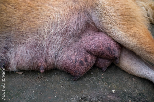 Close up female dog feeding milk to small puppy.(Selective focus