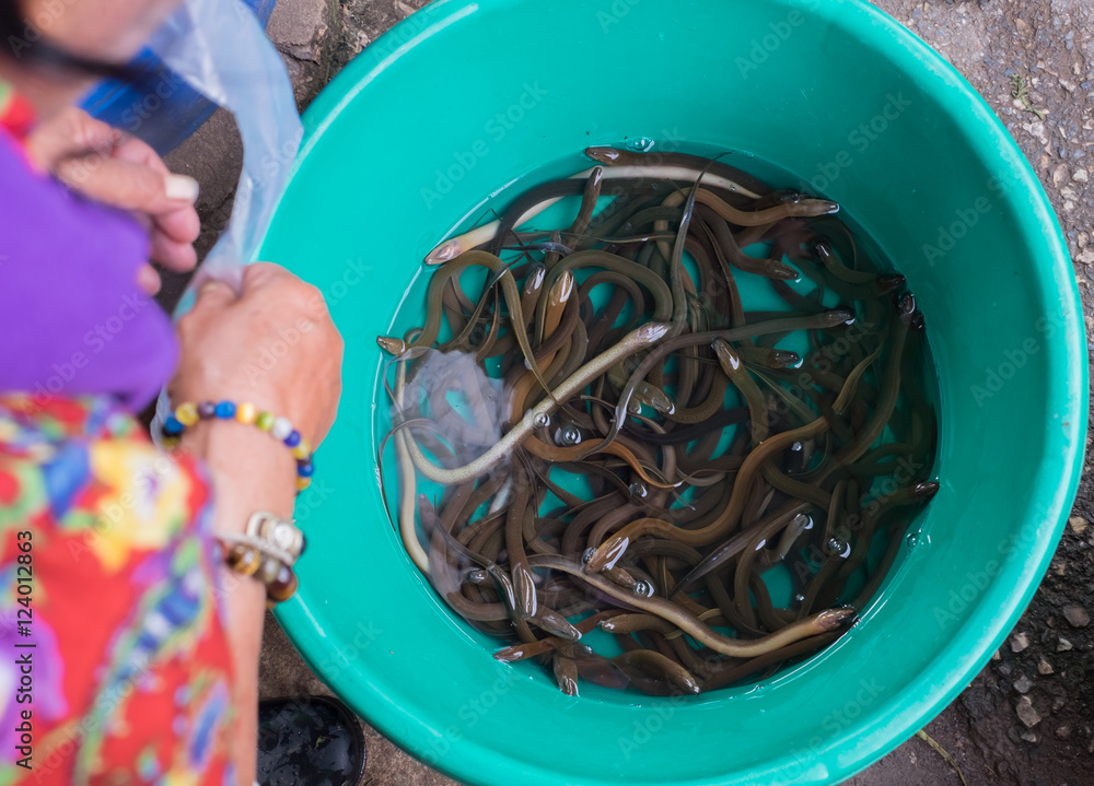 eels on sale - Thailand Market. (Selective focus) eels on sale - Thailand Market. (Selective focus)