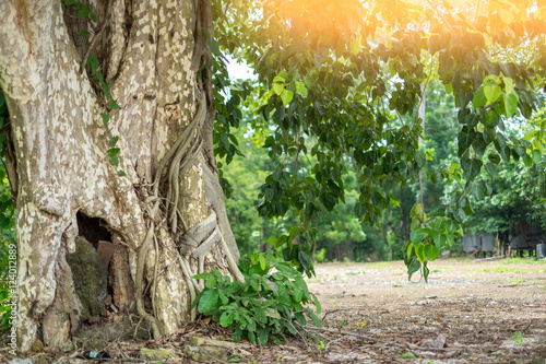 Bodhi tree in Asia.