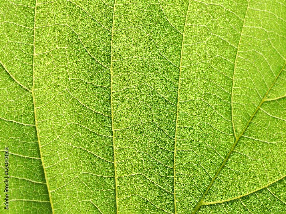 closeup leaf texture ( Bastard Teak, Bengal Kino, Kino Tree, Flame of the Forest ) closeup leaf texture ( Bastard Teak, Bengal Kino, Kino Tree, Flame of the Forest )