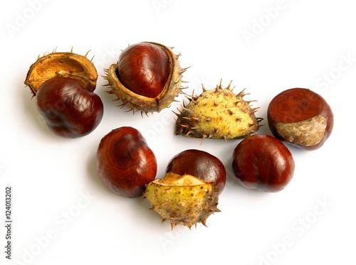 fruits of chestnut tree at autumn