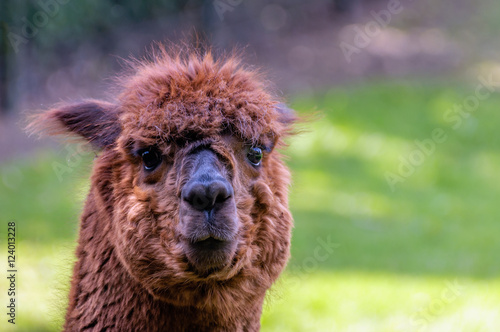 Dark brown llama with big glistening eyes from close