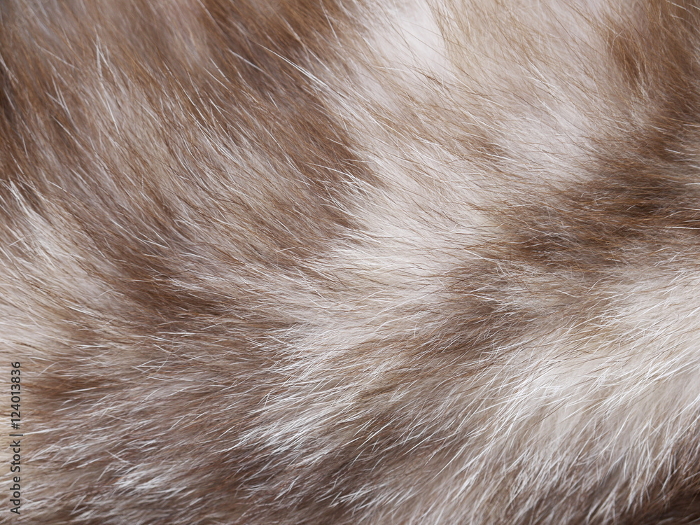 Fototapeta premium Cat fur texture closeup