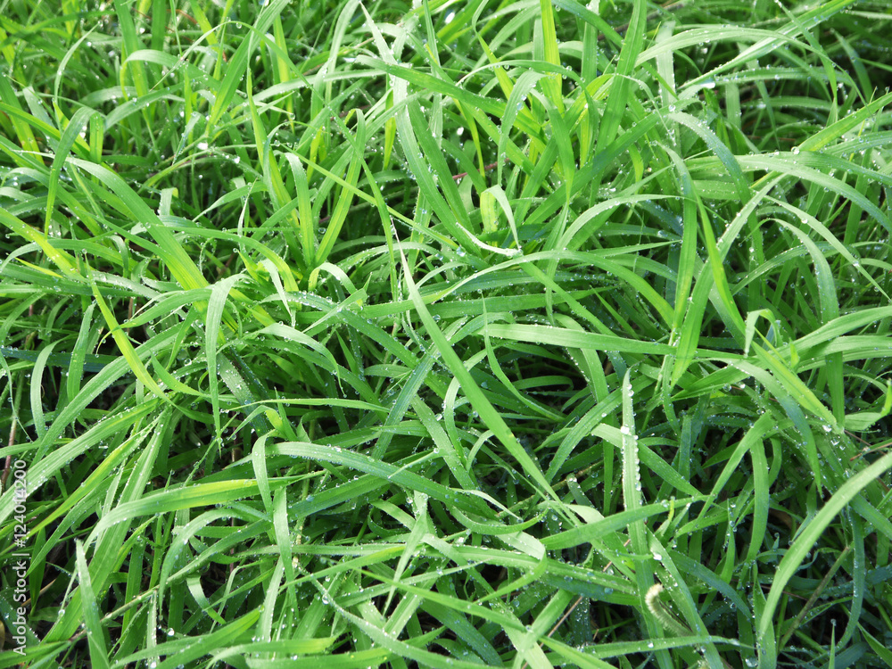 fresh green grass with water drops close-up fresh green grass with water drops close-up