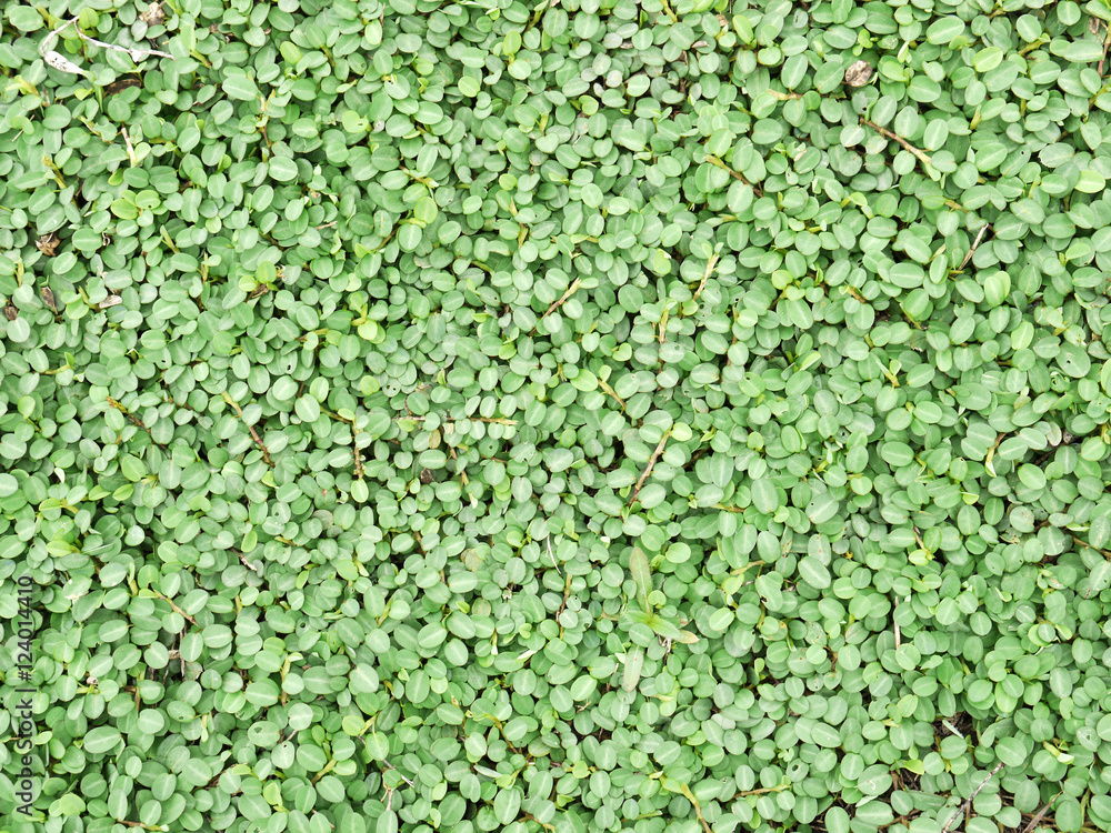 ivy on ground background ivy on ground background