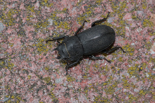 Käfer Balkenschröter, Dorus parallelelopipedes photo