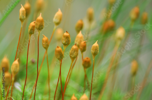Moss seeds on green wallpaper © yurynevalenny