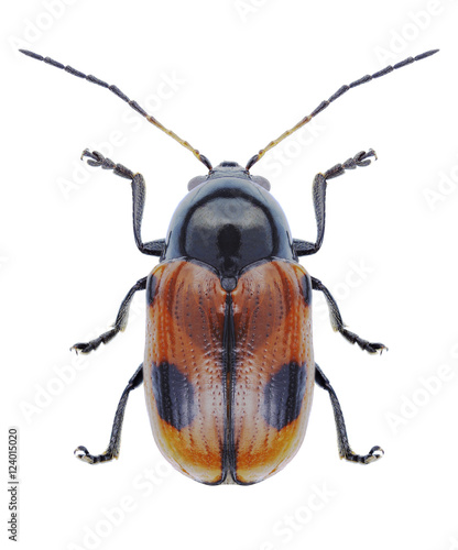 Beetle Cryptocephalus bipunctatus on a white background