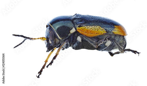 Beetle Cryptocephalus apicalis on a white background © als