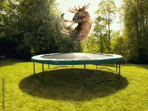 Принти на полотні Moose on trampoline