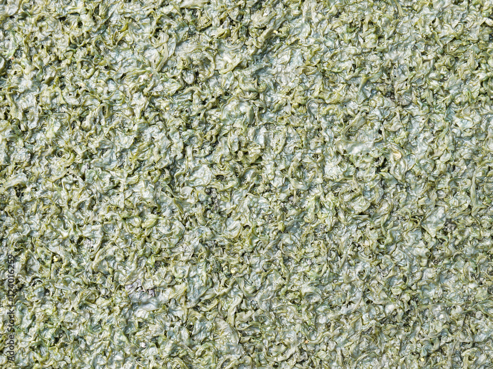 moss, thallophytic plant, lichen, algae background moss, thallophytic plant, lichen, algae background